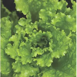 Lettuce - Grand Rapids (Bulk Seed)