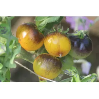Tomato - Blue Gold (Seed)