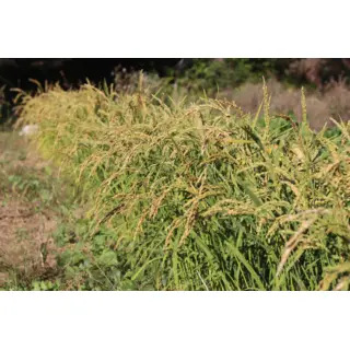 Rice - Zerawchanica (Seed)