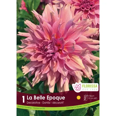 Dahlia - 'La Belle Epoque' 1/pkg