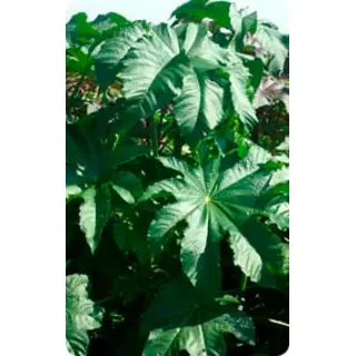 Castor Bean - Zanzi Palm (Seed)