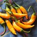Hot Pepper - Criolla Sella (Seed)