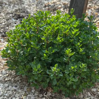 Herb - Mint - Balkan (Seed)