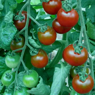 Tomato - Garnet (Seed)