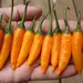 Hot Pepper - Criolla Sella (Seed)