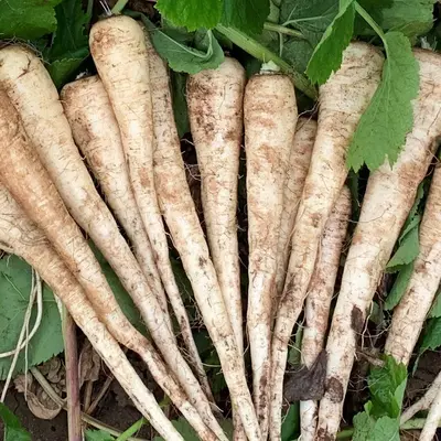 Parsnip - Sabre (Seed)