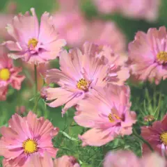 Cosmos - Apricotta (Bulk Seed)