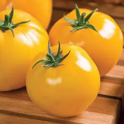 Tomato - Lemon Boy (Bulk Seed)