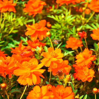 Cosmos - Tango (Seed)