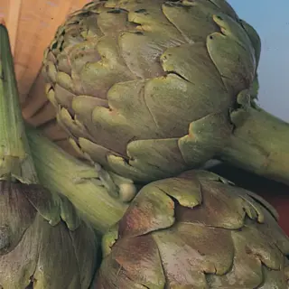 Globe Artichoke