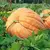 PUMPKIN DILL'S ATLANTIC GIANT 10G