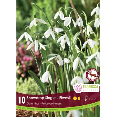 Galanthus 'Elwesii' (Snowdrops) - 10 Bulbs