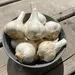 Garlic Bulbs