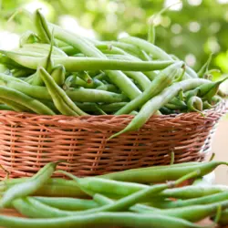 Bean - Slenderette (Bulk Seed)