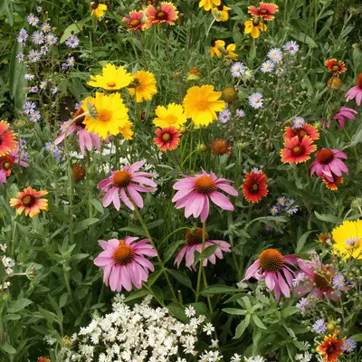 Flower Mix - Honeybee Mix (Seed)