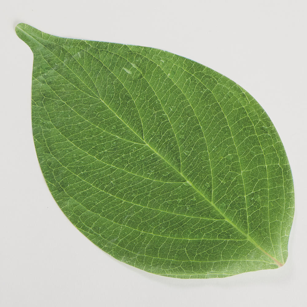 Leaf Cheese Paper