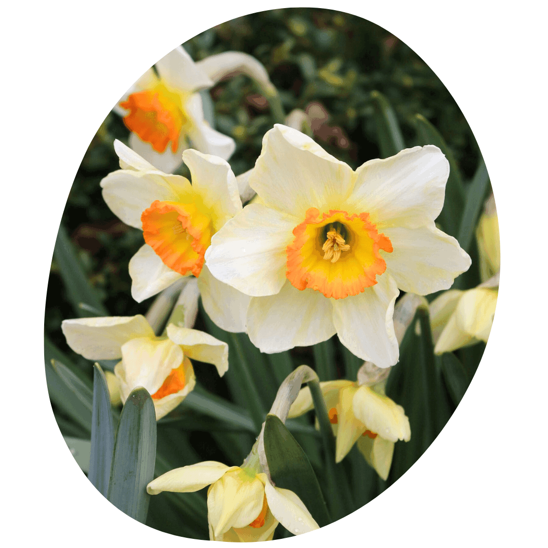 White and yellow daffodils