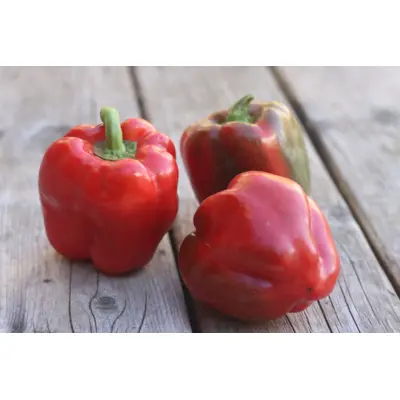 Sweet Pepper - Bull Nose (Seed)