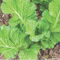 Greens - Green Wave Mustard (Bulk Seed)
