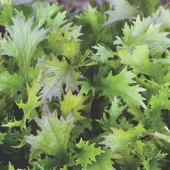Greens - Purple Mizuna (Bulk Seed)