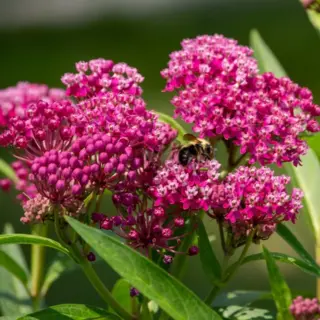 Swamp Milkweed (Seed)