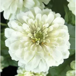 Zinnia - Benary's Giant White (Bulk Seed)