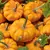 PUMPKIN JACK B LITTLE 10G