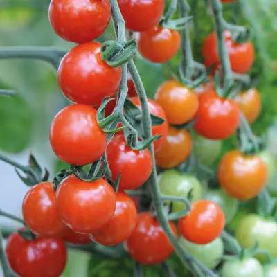Tomato - Sweet Aperitif (Seed)