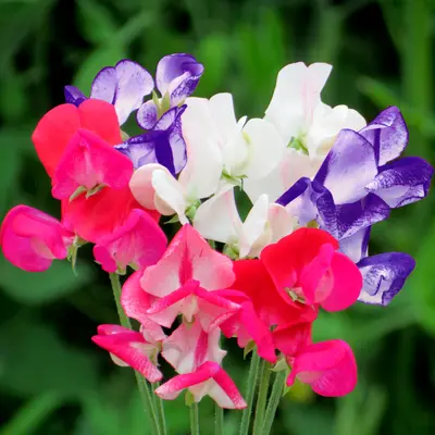 Sweet Pea - Fragrant Boundary (Seed)