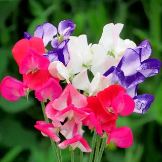Sweet Pea - Fragrant Boundary (Seed)