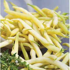 Bean - Top Notch Golden Wax (Bulk Seed)