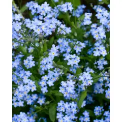 Forget Me Not - Blue Bouquet (Bulk Seed)