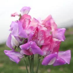 Sweet Pea - Enchante (Bulk Seed)