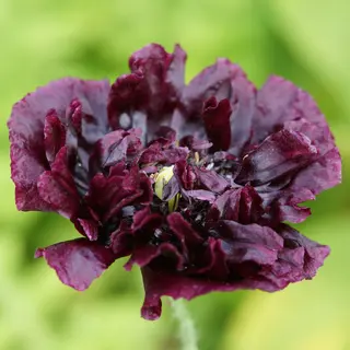 Poppy - Peony Double Black (Seed)