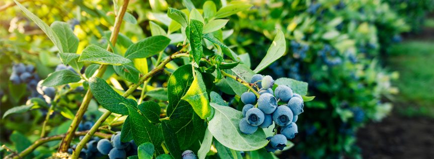 How to Grow Blueberries - Halifax Seed