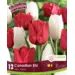 Tulip Mix - 'Canadian Eh!' 12/pkg
