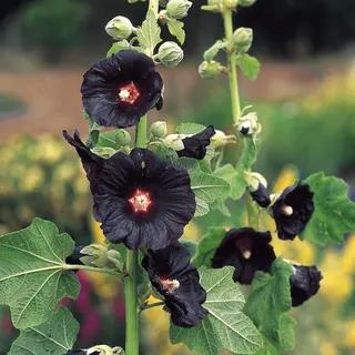 Hollyhock - Black Knight (Seed)
