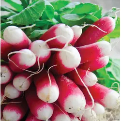 Radish - French Breakfast (Bulk Seed)