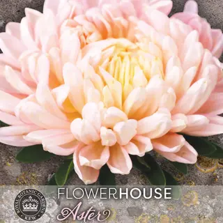 Aster - Classic Salmon Rose (Seed)