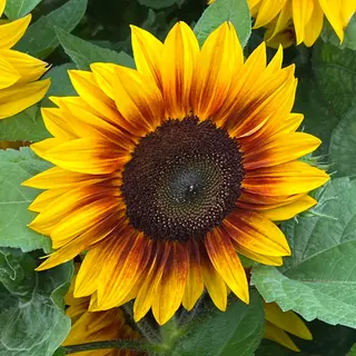 Sunflower - Orange Mahogany (Seed)