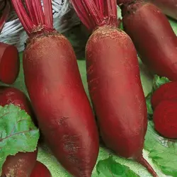 Beet - Formanova Cylindra Improved (Bulk Seed)