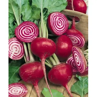 Beet - Chioggia (Seed)