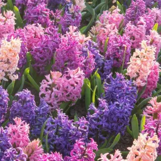 Hyacinth Mix - 'Cotton Candy' 4/pkg