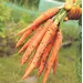 Carrot - Atomic Red (Bulk Seed)