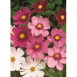 Cosmos - Gazebo Mix (Bulk Seed)