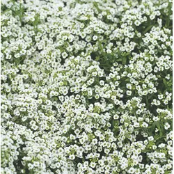 Alyssum - Snowcloth (Bulk Seed)