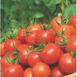 Tomato - Sweet Million (Bulk Seed)