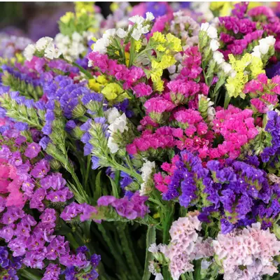 Statice - Sinuata Special Mix (Seed)