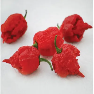 Hot Pepper - Carolina Reaper (Seed)