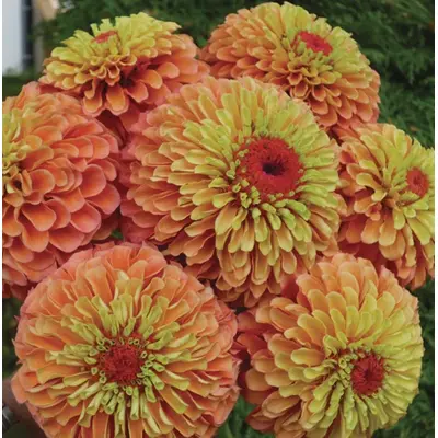 Zinnia - Queeny Lime Orange (Seed)